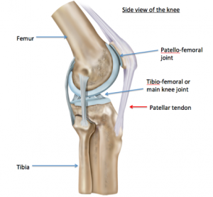 annotated-knee-side-300x278.png