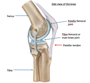 Kneecap joint shop